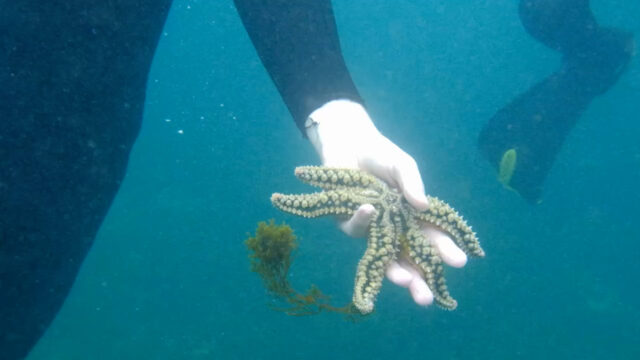 75445143_SF-1_auswanderer-portugal.mp4.10_18_56_10.Standbild010