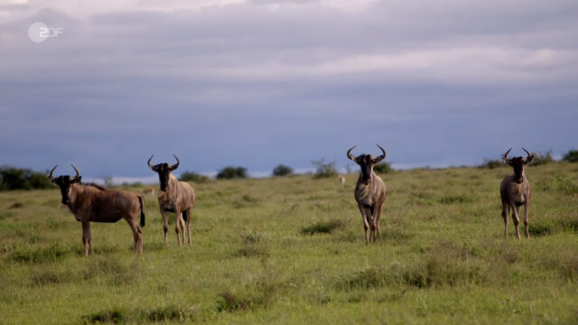Neuanfang am Kilimandscharo.mp4.00_00_05_18.Standbild002