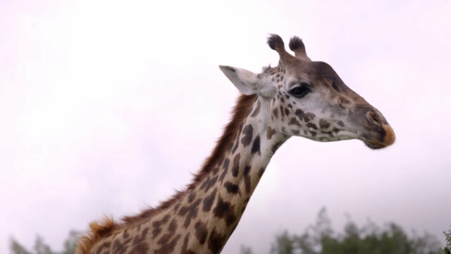 Neuanfang am Kilimandscharo.mp4.00_01_15_18.Standbild007