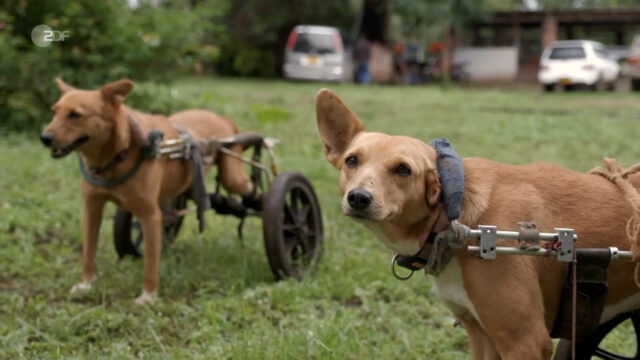 Neuanfang am Kilimandscharo.mp4.00_40_04_06.Standbild024